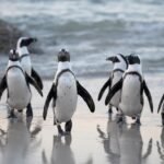 World Penguin Day : Why it is Celebrated