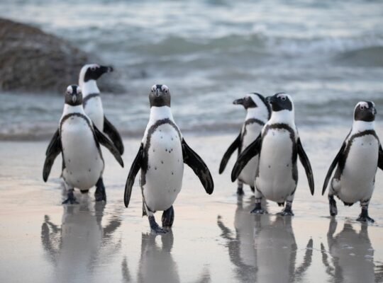 Penguine Day