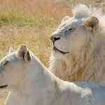 Quest for the Ivory Kings: Where to Encounter the Majestic White Lions