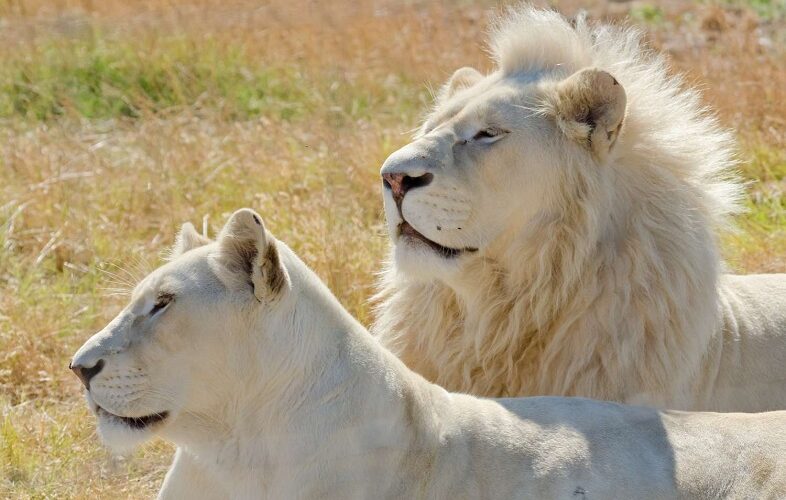 white lions