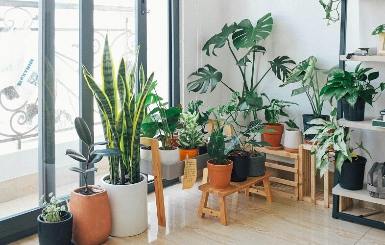 Indoor Plants